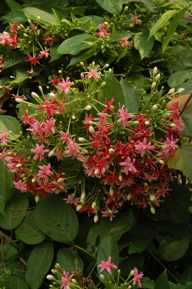 Bunch of Flowers Racing