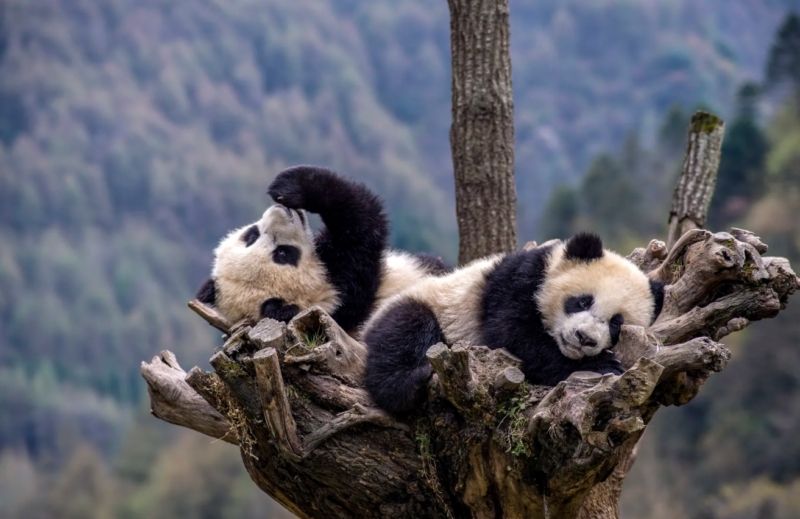 Hình nền 8k panda ăn tre trong rừng