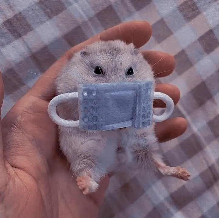 Hamster Meme đeo mặt nạ vui nhộn độc đáo