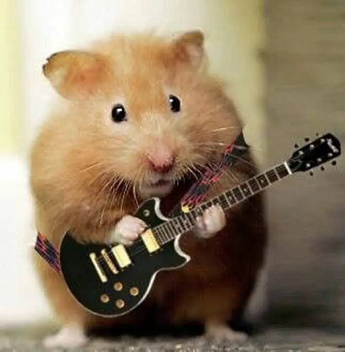 Hamster meme chơi guitar vui nhộn và thú vị