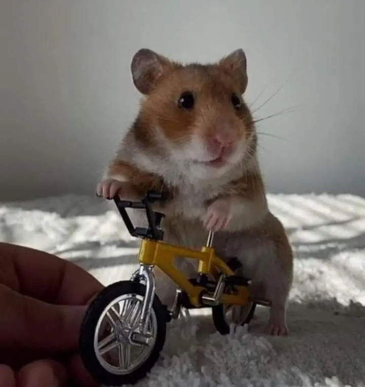 Hamster meme thật hài hước, dí dỏm