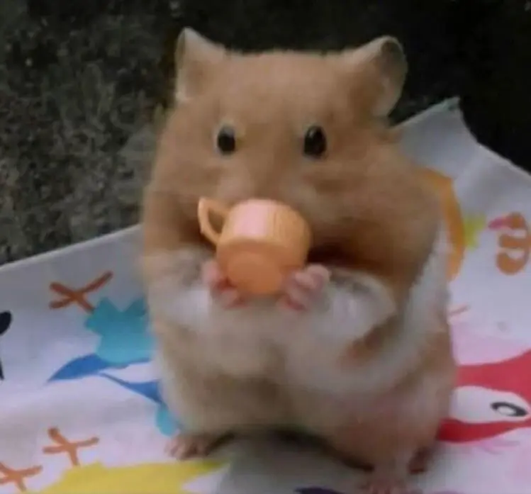 Hamster meme uống vui tính, nước vui nhộn