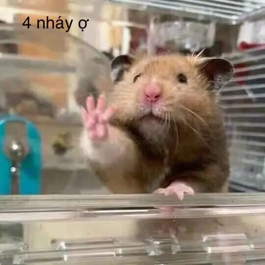 Hamster meme yêu cầu, hài hước, thú vị