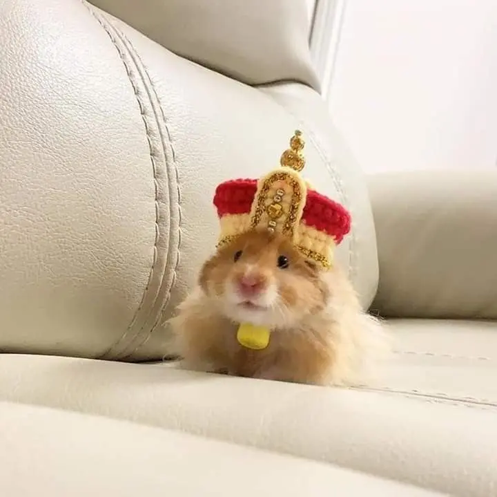 Hamster Meme Hoang Thuong hài kịch