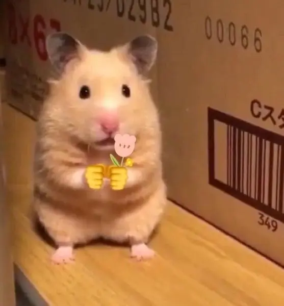 Hamster meme cho một bông hoa độc đáo, hài hước