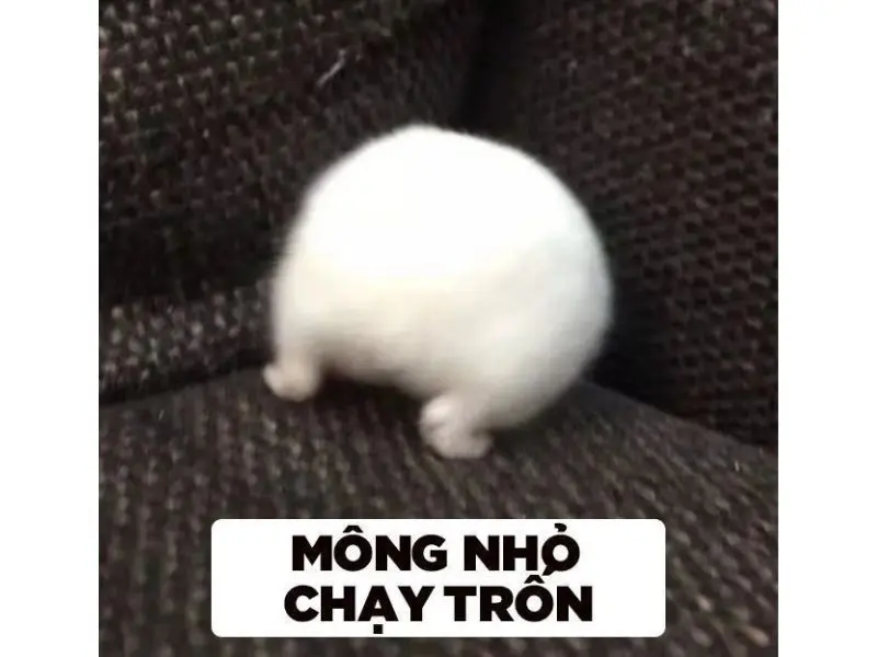 Hamster meme khoe mông vui nhộn