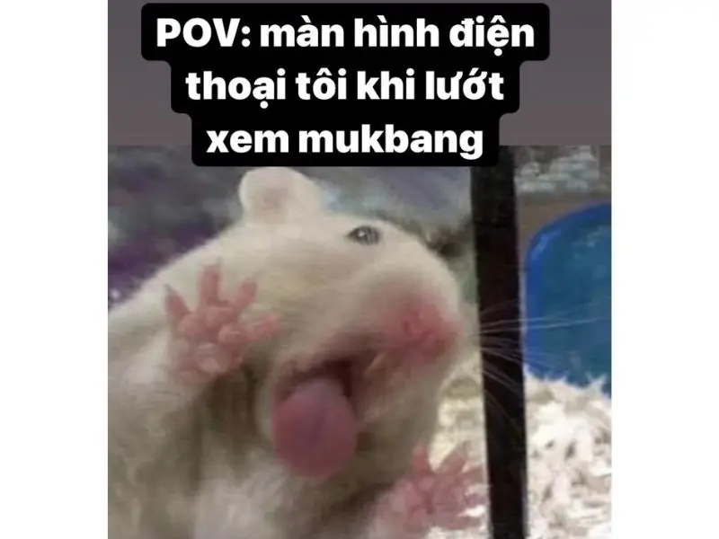 Hamster meme mukbang vui nhộn