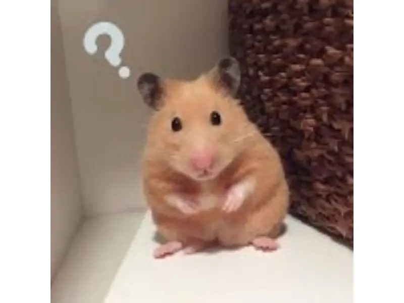 Hamster meme? Hài hước và dí dỏm