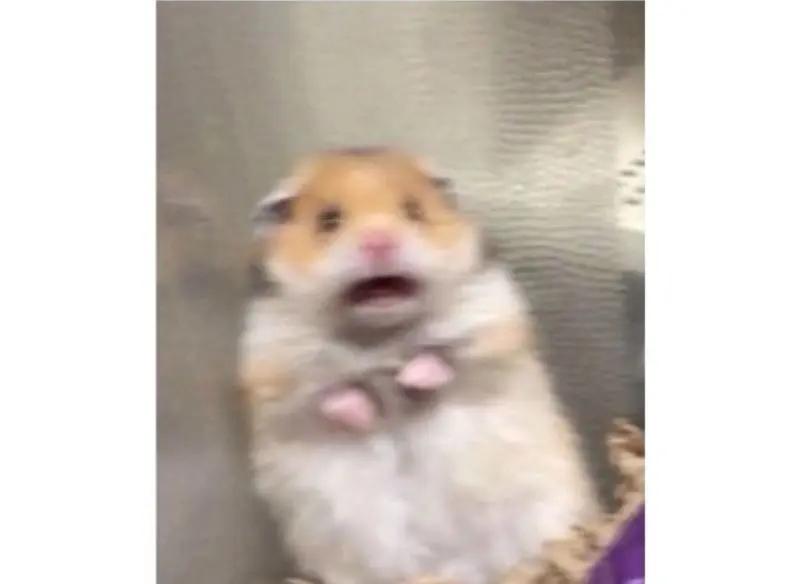 Hamster meme là sợ hãi