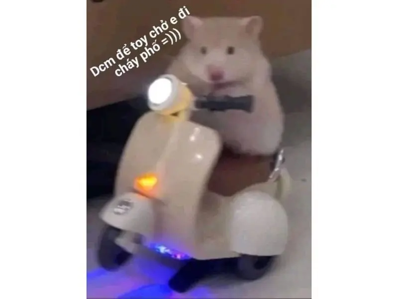 Hamster meme boy pho hài hước