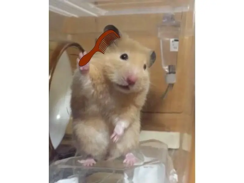 Bàn chải hamster meme, bàn chải tóc