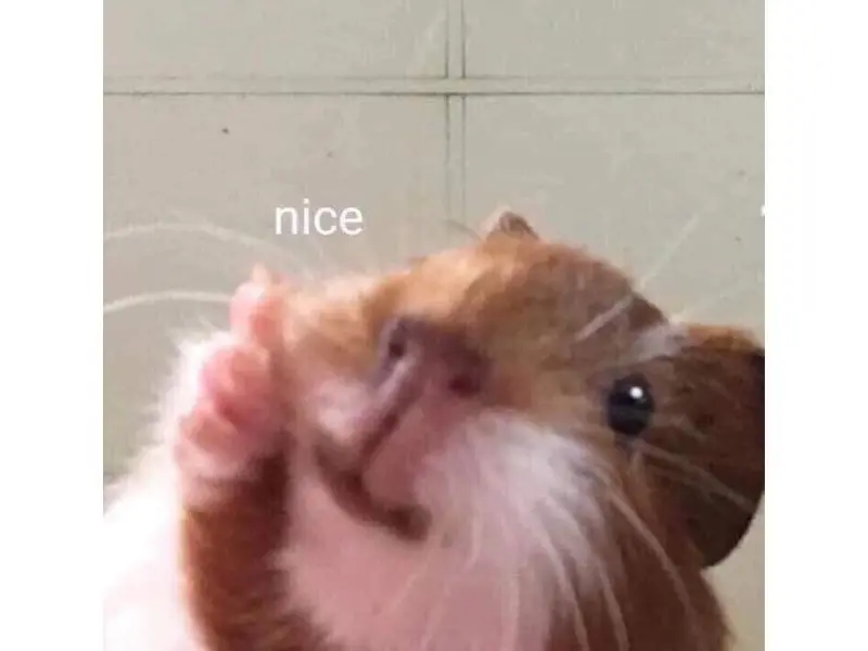 Hamster meme đẹp độc đáo và hài hước