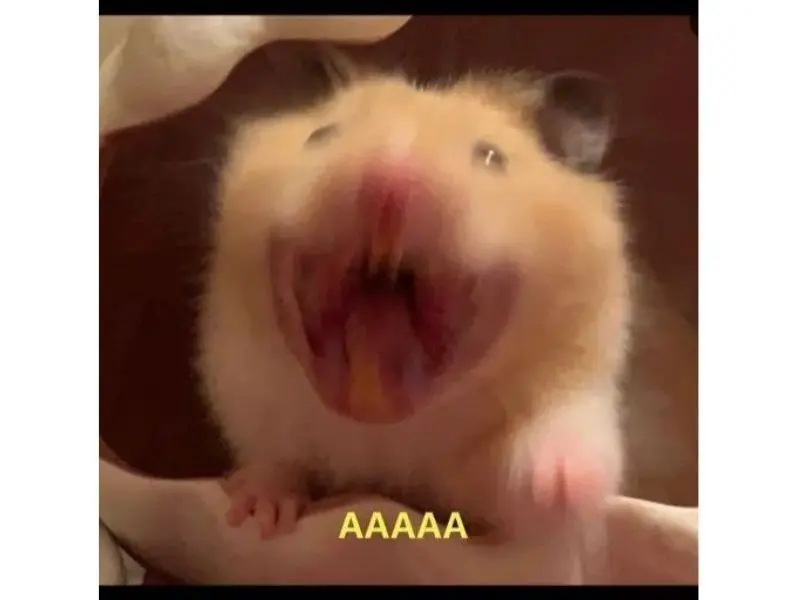 Hamster meme la hét buồn cười