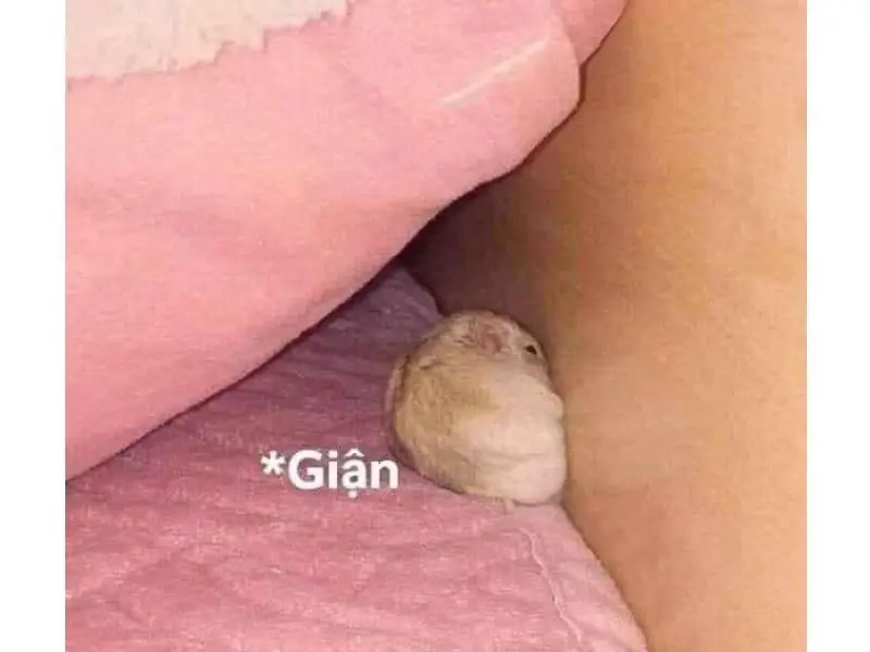 Hamster meme rất đáng yêu, thú vị