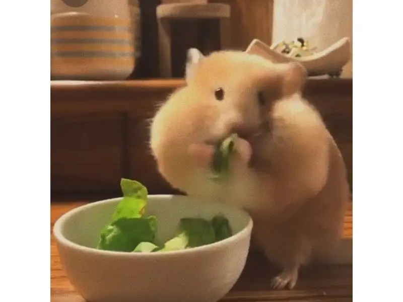 Hamster meme Ăn vui nhộn, món salad độc đáo