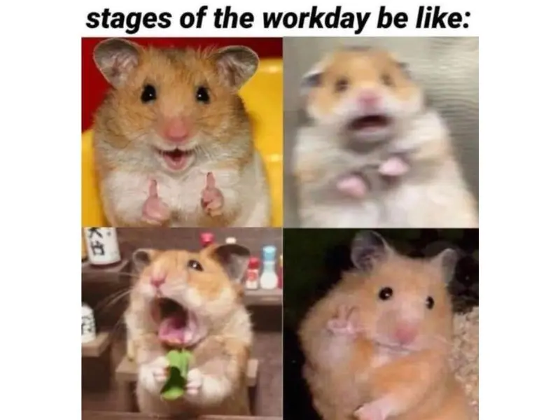 Hamster meme mặt hài hước