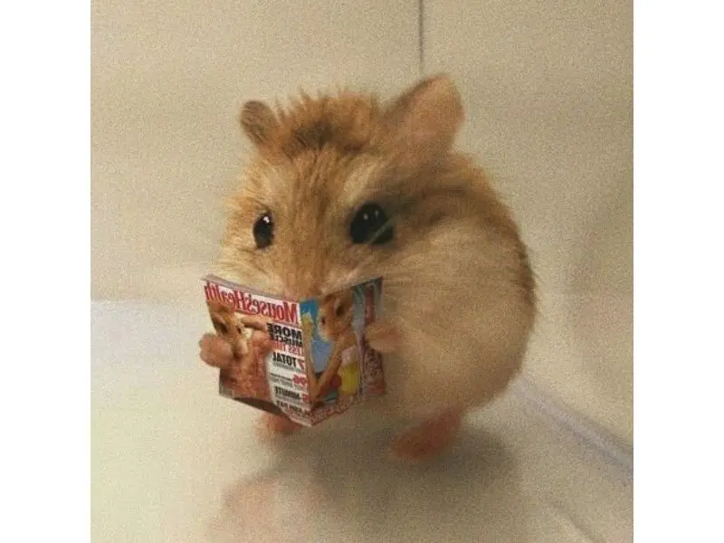 Hamster meme đọc tạp chí hài hước và thú vị