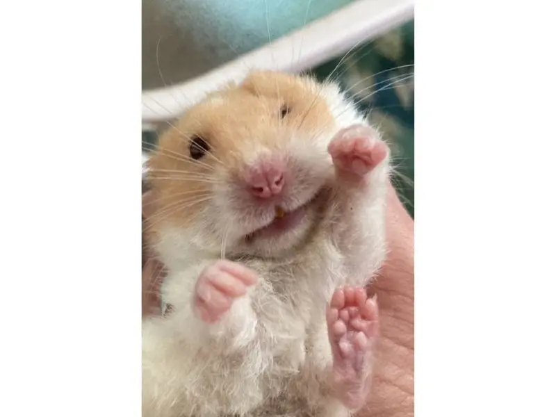 Hamster meme với biểu cảm siêu hài hước và đáng yêu