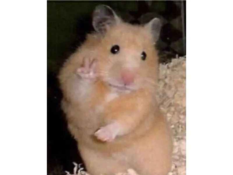 Hamster Meme có một bàn tay say rượu hài hước