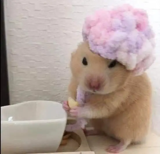 Hamster Meme có một vòi hoa sen thú vị và ấn tượng