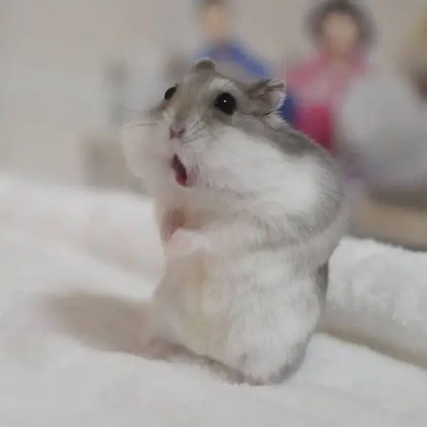 Hamster meme với biểu cảm ngạc nhiên hài hước