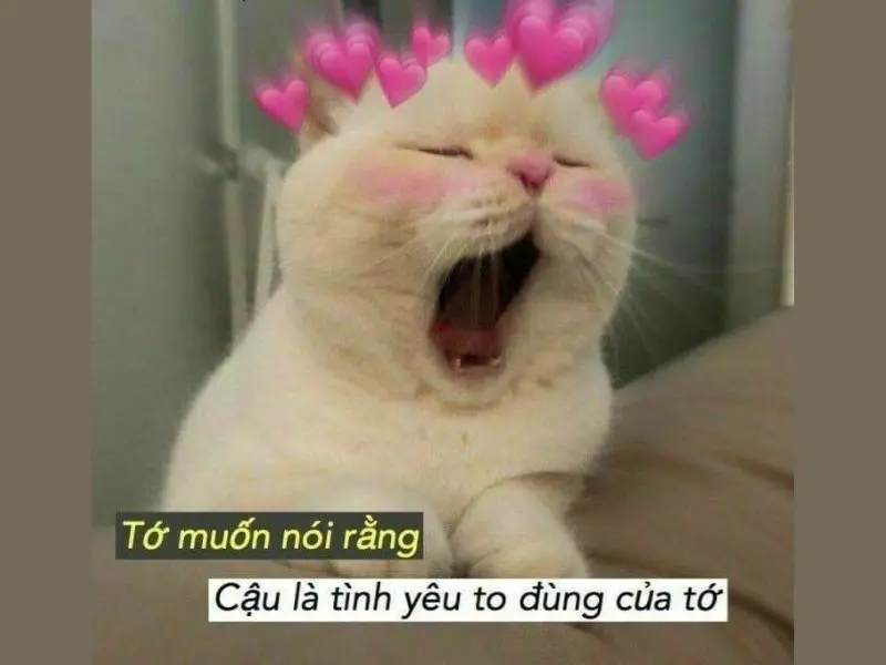 Memes thoải mái hài hước giúp giảm căng thẳng