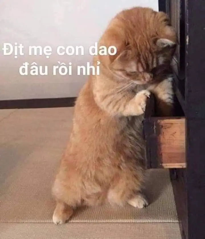 Meme nguyền rủa mọi người xuất sắc với những biểu cảm hài hước