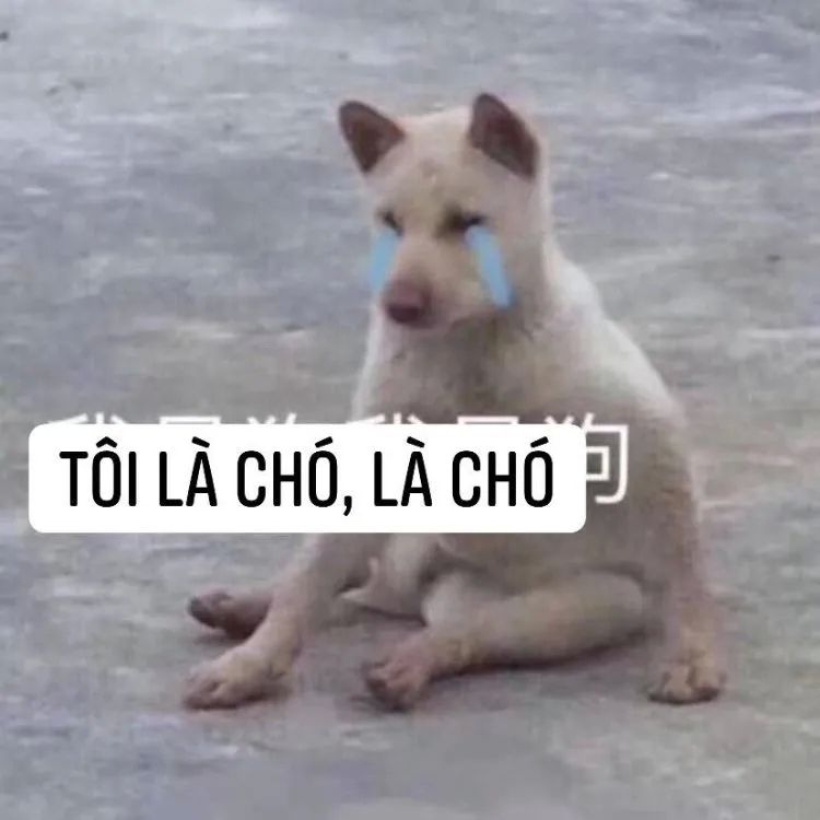 Meme Dog Crying vui nhộn