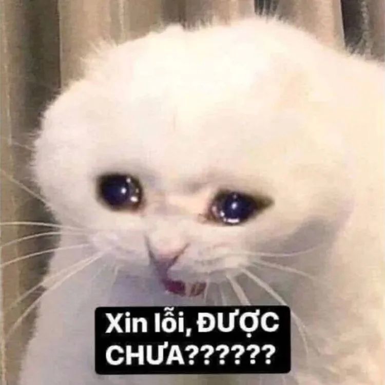 Meme khóc buồn cười cho ngày mới