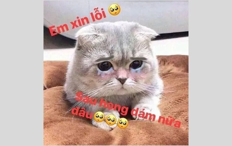 Meme khóc thật dễ thương