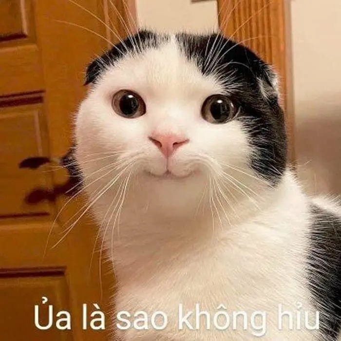 Meme không hiểu trong khoảnh khắc xấu hổ