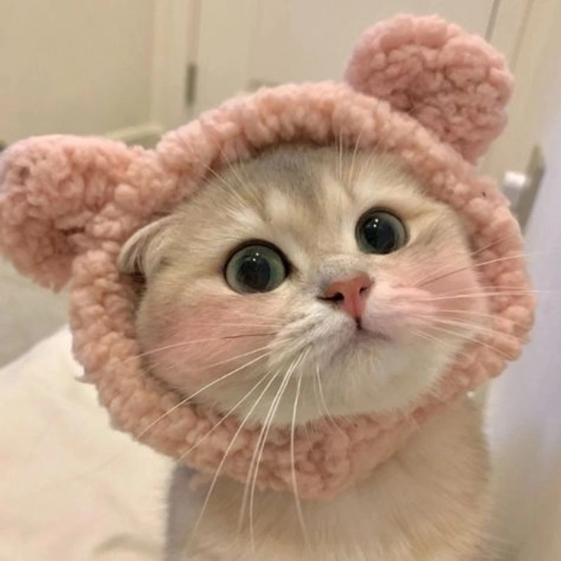 Tải xuống ảnh con mèo Chibi cực kỳ dễ thương