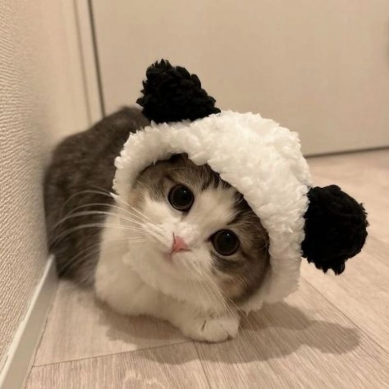 Nhìn con mèo xinh đẹp dễ thương Chibi