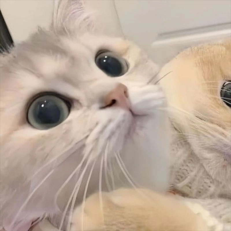 Tải xuống bộ ảnh Cat Cat Chibi
