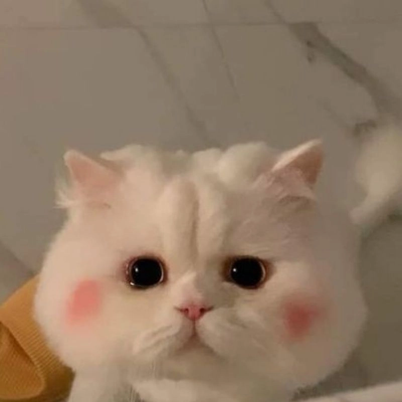 Nhìn vào bộ ảnh Chibi dễ thương tuyệt đẹp